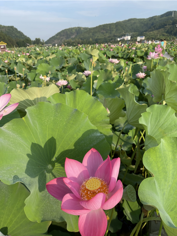 如何在夏至掌握风水学知识